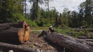Best Hazardous Tree Removal  in Privateer, SC