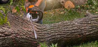 Best Lawn Disease Treatment  in Privateer, SC