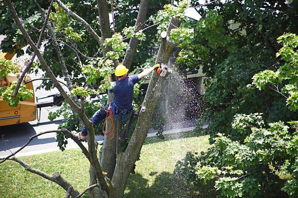 Professional Tree Care in Privateer, SC